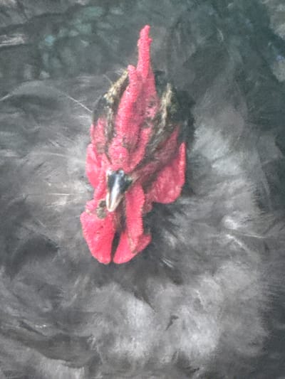 The image is a close-up, overhead shot of a small, pink object with dark markings and a metallic sheen, possibly a beak or a part of a bird, resting on a dark, feathery surface. The feathery surface is textured and appears to be composed of various shades of gray, with some lighter, almost white strands scattered throughout. The pink object is the most prominent subject, with a distinct pointed shape and a reflective, silver-colored tip. The contrast between the bright pink and the dark gray background is striking. The lighting in the image is somewhat diffuse, creating soft shadows and highlighting the texture of the feathers. There are no visible signs of people, text, or a broader scene. The focus is entirely on the detailed texture and form of the pink object and its immediate surroundings. The image has a painterly quality, likely due to its low resolution and digital processing, giving it a soft, slightly blurred appearance. The overall impression is one of stillness and isolation, with the central object being the sole focus.
