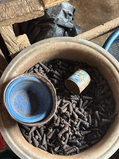 The image depicts a collection of small, dark, conical objects with ridged exteriors, possibly shells or husks, filling a large, tarnished metal bowl. Inside the bowl, among the dark objects, are two smaller containers: a discarded, rusted food can with a faded blue and white label, and a smaller blue bowl. The scene is set in what appears to be an indoor or sheltered environment, with wooden planks, a dark plastic bag, and a blue plastic basket visible in the periphery. Although I cannot identify Lugbe in Nigeria from the information available in this image, based on the observed objects and environment, the image suggests a rustic or semi-industrial setting.