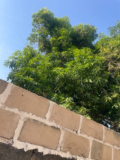 The image shows a close-up, low-angle view of a lush green tree against a clear blue sky. A textured, light brown brick wall occupies the right side of the frame, diagonally separating the tree and the sky. The bricks are rectangular and appear weathered, with visible white mortar in between them. The tree's dense foliage is vibrant green, with sunlight dappling through the leaves, suggesting it is daytime. The overall scene evokes a sense of nature and a dry, possibly warm climate. The image is taken outdoors, with the brick wall suggesting a man-made structure adjacent to the natural element of the tree. No people, text, or specific events are visible, making the focus solely on the natural and structural elements. The location is identified as Wauro Jabbe, Nigeria.