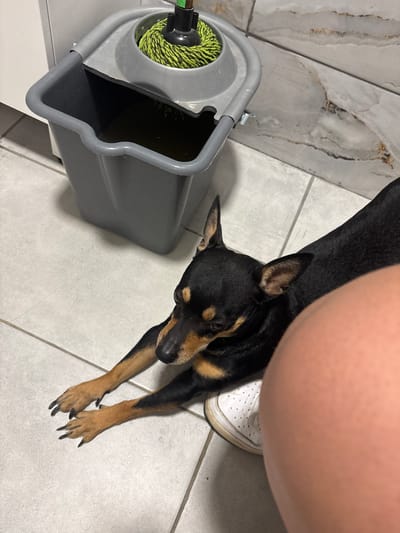 The scene, located in the city of Kuklen, Bulgaria, depicts an indoor environment with a light-colored tiled floor and a marble-patterned tiled wall. In the upper left, a gray plastic mop bucket containing dark water and a green string mop head is positioned against a white cabinet. A small, black and tan dog, consistent with a Miniature Pinscher breed, lies stretched out on the tiled floor in the lower central and right portions of the frame. The dog's ears are erect, and its dark claws are visible on its front paws. Partially visible in the lower right, a person's bare lower leg with light skin tone and a white sneaker are present, positioned close to the resting dog.