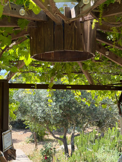 The image displays an outdoor scene, likely a garden or patio area in Jerusalem, Israel, characterized by a wooden pergola heavily draped with lush green grapevines. In the foreground, a large wooden barrel or planter is integrated into the pergola structure, surrounded by grapevine leaves and small, light green clusters that appear to be grape blossoms or immature grapes. Several exposed filament lightbulbs are strung along the wooden beams of the pergola, suggesting evening use.
Beyond the shaded canopy, the background reveals a sunlit outdoor landscape. Prominently featured are numerous olive trees with their characteristic silvery-green foliage, interspersed with other green shrubs and trees. The ground in the distance appears dry, possibly a dirt path or rocky terrain, leading towards more distant greenery.
The scene is brightly lit by natural sunlight, indicating daytime. No people are visible. On the far right, a framed sign with Hebrew text is present. The text, in a decorative script, includes the well-known quote from Rabbi Nachman of Breslov: "כל העולם כולו גשר צר מאוד והעיקר לא לפחד כלל" which translates to "The whole world is a very narrow bridge, and the main thing is not to be afraid at all." This sign is placed on a dark wooden surface, possibly a railing or table.