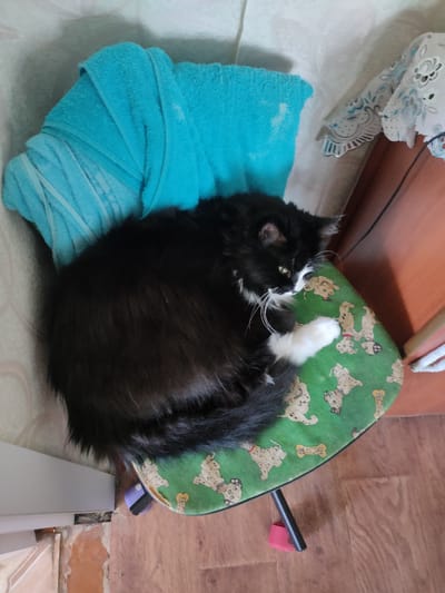 A fluffy black and white cat is curled up asleep on a small, green stool. The stool has a repeating pattern of cartoon dogs and bones. The cat is positioned in the center of the stool, with its tail curled around its body. A bright turquoise towel is draped over a surface behind the cat, and to the right, a wooden cabinet is visible, along with a white lace tablecloth. The floor appears to be made of wood planks. The lighting suggests it is daytime, and the overall scene appears to be indoors, in a domestic setting.