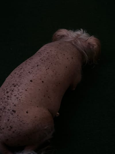The image shows the back of a dog with light-colored hair on its head and ears, lying down on a dark green surface. The dog's body appears to be mostly hairless and has numerous dark spots of varying sizes. The lighting is dim, casting shadows on the dog's body and the surrounding surface. The image does not provide any information about the city of Dobřany, Czechia.