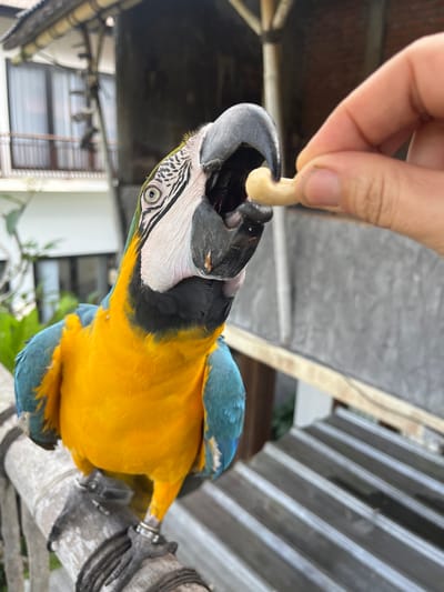 A close-up shot shows a Blue-and-Yellow Macaw being hand-fed a cashew. The parrot's head is tilted, with its beak open to accept the nut from a person's fingers. The bird's vibrant yellow breast and blue wings are visible, along with its distinctive black facial markings and large grey beak. The background is slightly out of focus, but shows a corrugated metal roof and some greenery, suggesting an outdoor setting. The lighting appears natural, indicating it's daytime. There is no visible text in the image. The scene conveys a moment of gentle interaction and trust between the human and the animal.