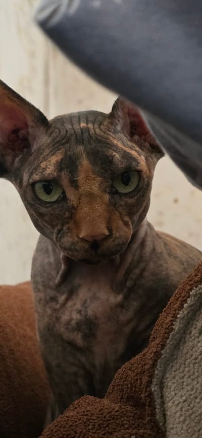 A close-up, eye-level shot shows a Sphinx cat's face looking directly at the camera. The cat has distinctive wrinkled skin with a tabby pattern of gray and orange markings. Its large, green eyes are wide open and its ears are pointed forward. The cat is positioned in front of a soft, brown and cream-colored fabric, and behind it, a blurred background of a light-colored, textured wall can be seen. Part of a dark blue object is visible in the upper right corner, obscuring some of the cat's head and the background. The lighting is soft and appears to be artificial. The image was captured in Baku, Azerbaijan.