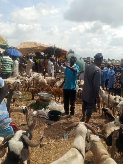 The image depicts an active open-air livestock market in Zangon Aya, Nigeria, under a partly cloudy sky. The ground consists of dry, reddish-brown earth with scattered debris including plastic bottles and bags.
Numerous individuals, predominantly adult males, are present throughout the scene. They wear a variety of attire, including long robes and casual shirts with trousers. In the center-midground, a man in a bright blue short-sleeved shirt and dark trousers stands, extending his right arm in a pointing or gesturing motion, seemingly addressing someone or something out of frame to the right. To his right and slightly behind him, another man in a dark grey long-sleeved tunic stands facing away from the viewer. Several people are visible under makeshift shelters in the background. On the far left, a person holds a blue umbrella, while another person in the mid-ground holds a light green umbrella.
A large congregation of goats and sheep populates the market area. These animals vary in color, including white, black, brown, and spotted patterns, and consist of both adults and younger animals. Many possess prominent horns. Some animals are standing, while others are lying on the ground. Several animals in the foreground, including a white goat with large, curved horns, are partially visible.
The market features several makeshift shelters constructed from poles and covered with materials such as tarpaulins and woven plant matter, providing shade. A prominent tan-colored tarpaulin shelter is situated in the middle-ground. Near the central blue-shirted man, a silver metal basin rests on a small stone, with a black plastic bucket and a white plastic bag located nearby on the ground. Distant trees and structures are visible on the horizon.