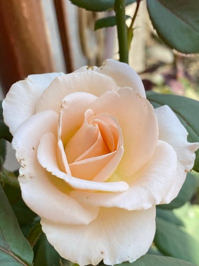 A close-up, eye-level shot showcases a pale peach rose in full bloom. The rose is the dominant subject, with its delicate petals unfurling to reveal a swirl of lighter peach and yellow at its center. The petals are soft and slightly rippled, with a few small brown spots visible on some of the outer ones, hinting at natural imperfections or the passage of time.

The rose is part of a plant with dark green leaves and a thorny stem, visible in the foreground and to the left. Behind the rose, the background is softly blurred, suggesting an outdoor setting. Hints of green foliage and a muted brown structure, possibly a wooden surface or planter, can be discerned. The lighting appears to be natural, likely daylight, as indicated by the gentle illumination of the rose's petals and the soft shadows. The overall mood conveyed is one of natural beauty and tranquility. There is no text visible in the image. The provided location context of Kochkor-Ata, Kyrgyzstan, adds a geographical dimension but does not directly influence the visual description of the rose itself.