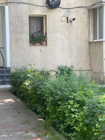 This is a media file depicting an outdoor scene, likely in Iași, Romania. The main subject is a textured concrete wall of a building. On the wall, there is a small window with two terracotta pots containing red flowers. Above the window, a metal pipe protrudes from the wall, and below it, a small rectangular vent is visible. Black electrical cables run along the wall, one of which connects to a black, circular object with spools on the left side. To the right of the wall, a dense, green bush with numerous leaves dominates the frame, casting shadows on the adjacent paved walkway. The walkway is made of interlocking rectangular bricks in shades of grey and pink, with small tufts of grass growing in between. Sunlight filters through the leaves of the bush, creating dappled light patterns on the walkway. The overall impression is one of an urban exterior on a sunny day, possibly in the afternoon given the angle of the shadows. There is no visible text in the image.