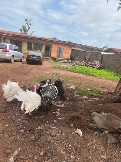The scene depicts an outdoor area in Idah, Nigeria, under a cloudy sky. In the foreground, a group of eight turkeys stands on reddish-brown dirt ground covered with scattered small rocks, dry leaves, and various pieces of litter including white plastic bags. Five turkeys have primarily white plumage, with two of them displaying their tail feathers. Three turkeys have black or dark grey plumage, with one black-and-white patterned bird also fanning its tail feathers. All turkeys exhibit distinct red head and neck skin.
In the midground, a dirt road or path runs horizontally, separating the foreground from a patch of vibrant green vegetation to the right. Beyond the vegetation, a low wall constructed from grey concrete blocks is visible, behind which a stack of cut wooden logs is neatly arranged.
The background features several single-story buildings with rusted corrugated metal roofs. To the left, a silver Toyota Sienna minivan is parked, facing right, with its rear visible. Next to it, a black Toyota Camry sedan (model year approximately 1990s-early 2000s) is parked, facing left, with its rear showing a license plate reading "LGC 354BT". The buildings appear to be residential or commercial structures with weathered, discolored walls and visible doors and windows, some boarded or partially obscured. A tall tree with sparse, light green foliage and bare branches stands behind the buildings towards the left. A smaller portion of a palm tree is visible in the upper right background. The overall environment is unpaved and appears rural or semi-urban.