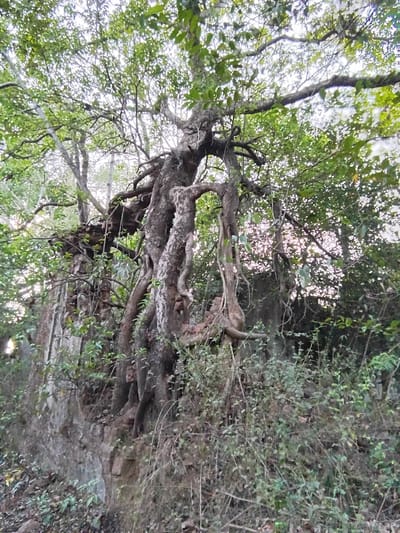 The image shows a tree with thick, gnarled branches and green leaves in an outdoor setting. The tree appears to be growing against a stone wall or embankment covered with vegetation. The location is likely in a wooded or natural area in Marna, India, given the location specified. There are no people visible in the image. The environment consists of trees, other plants, and stonework.