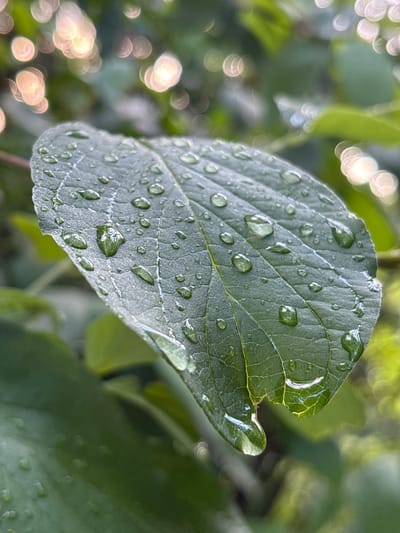 A close-up shot captures a vibrant green leaf, glistening with numerous water droplets after a rain shower. The leaf's textured surface and prominent veins are clearly visible, with some droplets magnified, reflecting the surrounding greenery. In the background, soft, out-of-focus bokeh lights create a gentle, atmospheric effect, suggesting a natural or garden setting. There are no people, animals, or man-made structures immediately apparent. The scene is likely outdoors, possibly in a park or garden within the city of Wałbrzych, Poland, given the context provided by the prompt.
