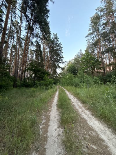 A dirt road winds through a sun-dappled pine forest in Irpin, Ukraine. The road is narrow and appears to be a walking or biking path, with tall pine trees lining both sides. The trees are densely packed, with their trunks reaching high into a clear blue sky. The ground is covered in dry pine needles and the forest floor is lush with green grass and undergrowth. The scene appears peaceful and serene, with no people or animals visible. The light suggests it is late afternoon or early morning, as the sun is low in the sky.