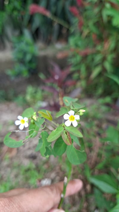 The image shows a close-up of a small plant with delicate white flowers and green leaves. The flowers have five petals and a yellow center. There are also a couple of flower buds visible. Some of the leaves have small holes in them. In the background, there is out-of-focus greenery and soil. A person's thumb and index finger are visible on the right side of the frame, holding a thin stem of the plant. The image appears to have been taken outdoors during the daytime, with natural light illuminating the scene. The setting seems to be a garden or natural environment. The overall mood is calm and focused on the details of the plant. There is no visible text in the image. The location context is Kutaglumpang, Indonesia.