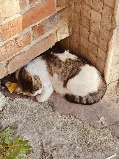 A tabby and white cat is sleeping curled up in a recessed outdoor alcove. The alcove is formed by red brickwork on the left and a patterned stone surface on the right. A yellow, heart-shaped leaf is positioned near the cat's head. The ground is composed of textured concrete and sand. The cat is mostly obscured by its own body, with only its back, tail, and part of its head visible. The tail exhibits a striped pattern of dark brown and white. The lighting suggests it is daytime, with shadows cast by the brickwork. The scene appears to be an outdoor urban setting, possibly a quiet nook in the Beyoğlu district of Istanbul, Turkey, given the architectural style and urban context.