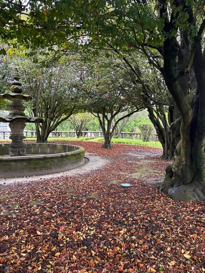 The image depicts a park setting in Guimarães, Portugal, recognizable by its lush greenery, stone architecture, and signature rows of trees. A stone fountain sits in the foreground, partially obscured by foliage. A pathway covered in fallen leaves leads toward a manicured lawn and a stone balustrade in the distance. The trees lining the path have thick, gnarled branches, creating a canopy overhead.