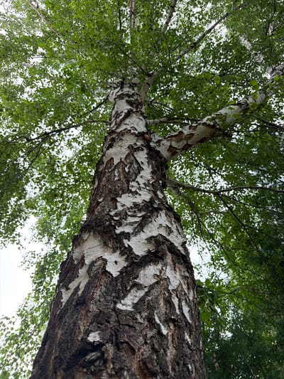 This image captures a low-angle view looking up into the canopy of a birch tree, with its distinctive white and dark bark prominently featured. The tree is in full leaf, suggesting it's likely spring or summer. The sunlight filters through the dense green foliage, creating a dappled effect. The bark itself is textured and peeling, a characteristic trait of birch trees, with patches of white contrasted against darker, rougher sections. The perspective emphasizes the upward reach of the tree towards the sky, which appears bright, indicating daylight. The presence of a birch tree strongly suggests a temperate forest environment, and given the location context of Tomsk, Russia, the scene likely depicts a natural woodland or park setting typical of Siberia. There are no people or specific objects visible, only the natural elements of the tree and its leaves. The overall mood is one of natural tranquility and the grandeur of the tree's structure. No text is visible in the image.