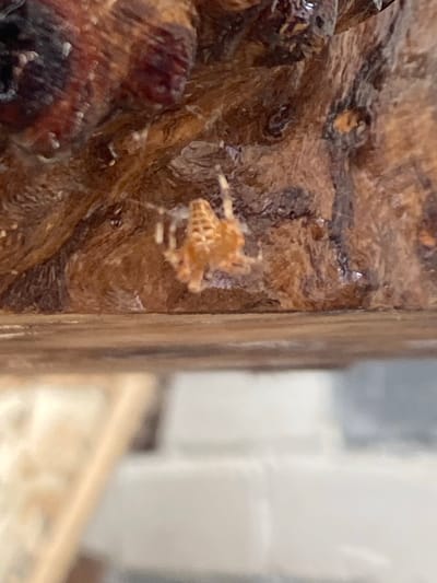 The image shows a small, light-colored spider with a patterned abdomen suspended by a single strand of silk from a rough, textured, brown surface. The spider is the primary subject, positioned in the center of the frame. The surface it is attached to appears to be natural, possibly wood or bark, with deep crevices and variations in color, ranging from dark brown to reddish-brown. The background is out of focus, showing hints of lighter, textured surfaces, possibly a wall or furniture, and a blurred object that appears to be a thin, light-colored rod. No location in Maykop, Russia, can be determined from the visual information provided.