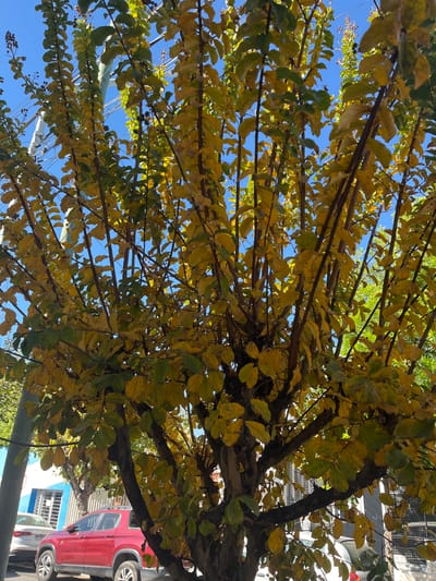 The image shows a tree with yellow and green leaves against a blue sky. The tree branches are visible. A red car is partially visible on the right side of the frame. A light-colored building is behind the car. Power lines are seen through the leaves. The location is likely San Fernando del Valle de Catamarca, Argentina.