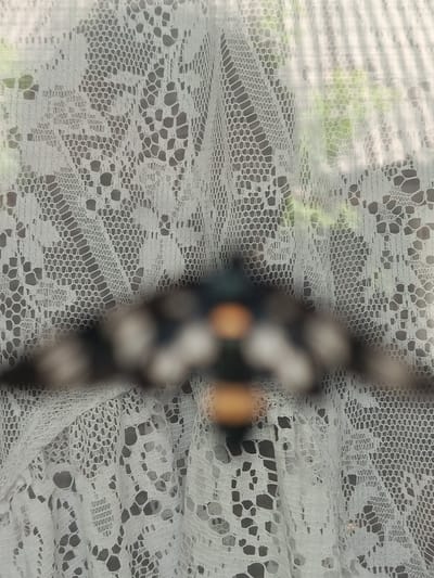This is a photograph of a moth with its wings spread, positioned centrally against a white lace curtain. The moth is out of focus, with blurred dark, white, and orange markings on its wings, and a prominent, blurry orange circular shape in the center of its body, likely its abdomen. The lace curtain is also slightly out of focus, revealing a textured, open-weave pattern with floral motifs. Through the lace, a blurred background of green foliage suggests an outdoor setting, possibly indicating that the photograph was taken indoors looking out. The lighting appears diffused, suggesting it might be daytime, possibly overcast or early morning/late afternoon, as there are no harsh shadows. The overall impression is soft and ethereal due to the shallow depth of field and the delicate lace. The image was taken in Smila, Ukraine.
