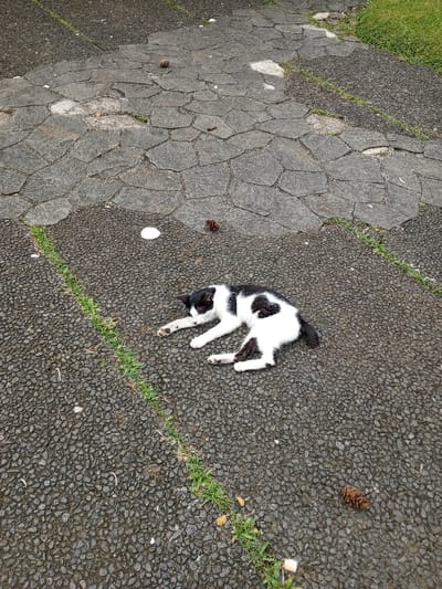 In Weintiapa, Liberia, a bicolored black and white cat is depicted resting on its right side on a coarse, dark gray aggregate pathway. The cat's head is oriented left, and its paws are extended forward. A distinct black, heart-shaped marking is visible on its left flank. The pathway features a diagonal line of green grass cutting across the foreground and transitions into an area of irregularly shaped gray paving stones further into the background. Scattered on the ground are four dark brown pine cones and one small, white, oval object. No human figures or discernible interactions are present in the scene, which appears to be an outdoor setting under diffused daylight.