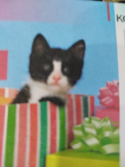 This is a close-up, blurred photograph of a black and white kitten peeking out of a striped gift box. The kitten has green eyes and a pink nose. The gift box has vertical stripes in pink, green, and white. In the background, there is a light blue surface with pink and red rectangular shapes. To the right of the frame, there are two gift-wrapped presents, one with a pink bow and another with a green bow. The image is out of focus, suggesting it may be a scan of a magazine or advertisement. The photograph does not depict any specific urban or rural setting and therefore cannot be localized to Крывасельскі сельскі Савет, Belarus.