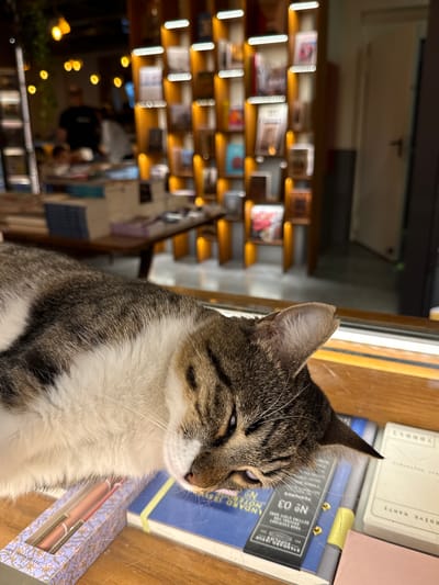 A tabby cat is sleeping on a wooden surface in what appears to be a bookstore or library. The cat is lying on top of several books and a small box containing two pink pens. In the background, there are bookshelves filled with books, some of which are illuminated by warm lighting. The overall environment suggests a calm and cozy atmosphere. The scene is set in Beyoğlu, a district in Istanbul, Turkey, known for its vibrant cultural and historical sites, including many bookshops and art galleries.