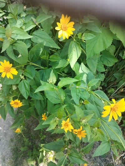 The media file is a close-up, overhead shot of yellow flowers, likely daisies or sunflowers, in various stages of bloom. The flowers are bright yellow with prominent orange or brown centers and are surrounded by lush green foliage. The leaves are varied in shape and size, with some appearing serrated. The flowers are supported by thin, green stems. The background consists of more greenery and a hint of dry grass and soil, suggesting an outdoor, natural setting. The lighting suggests it is daytime, possibly late morning or early afternoon, with bright sunlight casting shadows and highlighting the vibrant colors of the flowers and leaves. There is no visible text in the image. The scene evokes a sense of natural beauty and tranquility. Based on the location context, this image was likely taken in Sumy, Ukraine, amidst the flora of the region.