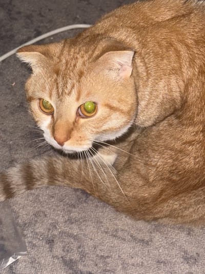The image is a close-up, high-angle shot of an orange tabby cat with bright green eyes. The cat is sitting on a grey carpeted surface. A white cable is visible in the background. The cat's fur is visible in detail, with stripes on its tail and head. The cat is looking directly at the camera with its mouth slightly open, revealing a pink tongue. The lighting suggests the photo was taken indoors, likely at night, due to the reflection in the cat's eyes and the general dimness of the environment. There is no indication of the location being in Opochka, Russia, or any other specific city.