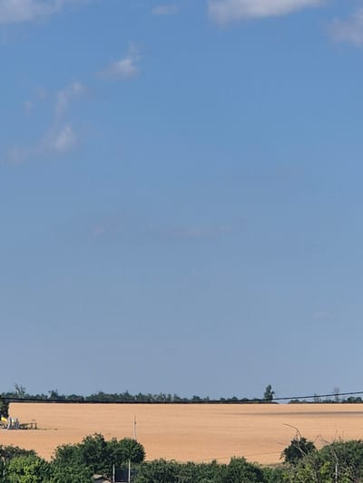 The image shows a wide, flat landscape under a clear blue sky with scattered white clouds. In the foreground, there is a dense line of green trees. Behind the trees, a vast field of dry, golden crops stretches to the horizon. A thin black power line runs horizontally across the middle ground, in front of the field. On the far left of the field, two small yellow structures, possibly agricultural equipment or temporary buildings, are visible. A single, thin tree stands in the middle distance on the right side of the field. The overall scene is rural and agricultural.