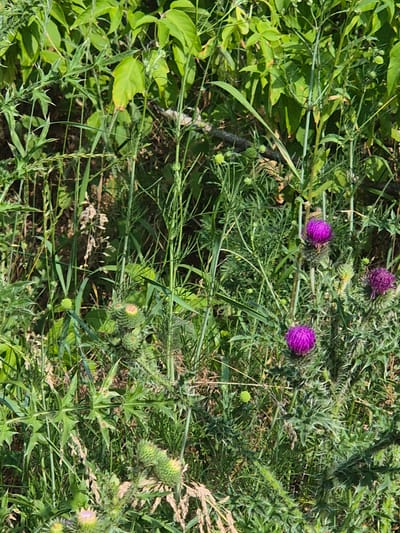 A natural, overgrown scene in Sozonivka, Ukraine, features a variety of green vegetation, including tall grasses and leafy plants. Prominent among the plants are several thistle flowers, characterized by their spiky leaves and vibrant purple blooms. Some of these flowers are fully open, while others appear to be in bud. The dense foliage creates a wild, untamed environment, with sunlight filtering through the leaves, casting shadows and highlighting the textures of the plants. The ground is covered in a thick layer of vegetation, suggesting a rural or undeveloped area. There are no people or animals visible in the image.