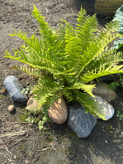 In the city of Ermolaevskii Zaton, Russia, a bright green fern plant is the central subject of this image, positioned in a patch of dark, dry soil. The fern, characterized by its frilly, feathery leaves, is surrounded by several smooth, rounded stones of varying sizes and colors. Among these are dark gray stones with lighter gray striations, a lighter brown stone, and a small, smooth, light brown pebble. Some moss is visible on the soil and on some of the stones, suggesting a damp environment at some point. The background consists of more of the dark soil, with some scattered dry grass and debris. Shadows cast by the fern and possibly surrounding objects suggest bright sunlight. No people or animals are present in the scene.