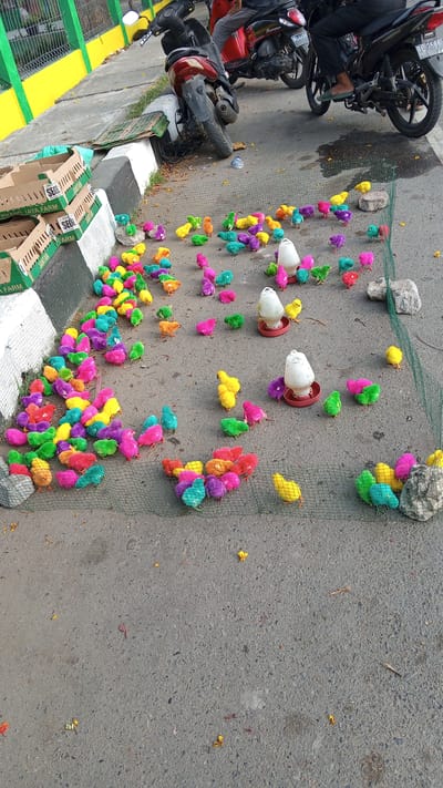 A flock of vibrantly colored chicks are scattered across a paved surface, enclosed in some areas by a fine mesh net. The chicks exhibit a range of artificial dyes, including bright pink, yellow, teal, purple, and orange. Several white, conical chick feeders are present on the ground, some containing food and water. In the background, two motorcycles are parked, one red and white and the other black. A person is seated on the black motorcycle, wearing dark pants and a light-colored shirt. Cardboard boxes, some with green and white printing, are stacked to the left of the scene. The environment appears to be an outdoor urban setting, possibly a marketplace or roadside stall. The ground is a mixture of asphalt and concrete. The overall impression is a scene of commerce involving live poultry, with the artificial coloring of the chicks being a prominent visual element.