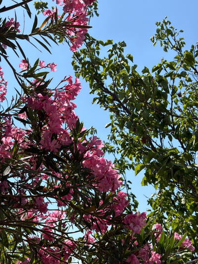 This media file captures a low-angle, close-up view of blooming pink oleander flowers against a clear blue sky. The oleander branches are laden with clusters of vibrant pink blossoms and dark green, lance-shaped leaves. Some branches extend from the lower half of the frame upwards, while others are situated towards the right side. The background is dominated by the bright sky, with glimpses of green foliage from what appears to be a deciduous tree peeking in from the upper left and upper center. The leaves of this tree are a lighter shade of green and are arranged in a more spread-out manner compared to the dense growth of the oleander. The lighting suggests it is daytime, likely mid-morning or afternoon, with the sun illuminating the flowers and leaves from above and behind, creating highlights and casting shadows. There is no text visible in the image. The scene evokes a feeling of warmth and the vibrancy of nature during a sunny day.