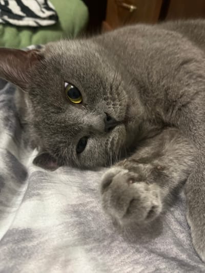 A close-up, eye-level shot shows a grey cat lying on its side on a gray and white striped blanket. The cat's head is tilted upwards, and its eyes are open and looking directly at the camera. The cat's fur is short and dense, and its ears are pointed. The background is blurred, but appears to be a room with wooden furniture and a green blanket. The image was taken in the city of Belyye Berega, Russia.