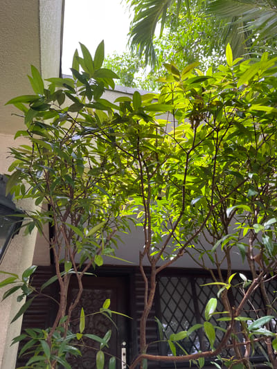 A medium-angle shot shows a cluster of small trees with glossy green leaves and reddish-brown branches. The trees are positioned in front of a building with a textured beige wall on the left, and a dark brown door with a decorative patterned glass pane in the background. Palm fronds are visible above and behind the trees, suggesting an outdoor setting. The lighting indicates it is daytime, with sunlight filtering through the leaves. This scene is located in Quezon City, Philippines, as indicated by the architectural style and the presence of tropical foliage.