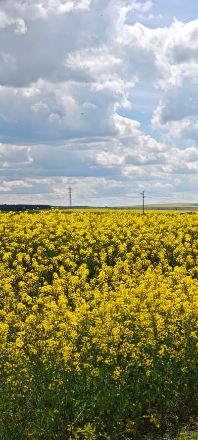 The image shows a vast field of vibrant yellow rapeseed flowers under a partly cloudy sky. A power line pylon is visible in the distance. The location is likely Sokolovo, Bulgaria, as the query specified, but this cannot be confirmed from the image itself. The foreground is filled with the densely packed rapeseed plants. The sky is a mix of blue and white clouds, suggesting fair weather. There are no people or animals visible in the image.