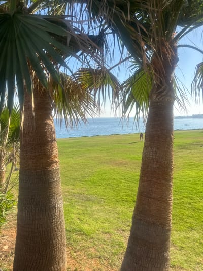 Two palm trees are in the foreground, with their trunks filling the left and right sides of the frame. Their fronds extend across the top of the image, obscuring the sky. Beyond the palm trees, a vibrant green lawn stretches towards a calm, blue sea. In the middle ground, on the lawn, a person is standing. The horizon line is visible where the sea meets the sky. The scene appears to be a park or recreational area, possibly a public garden or beachside resort. The overall impression is one of a sunny, tranquil day in a coastal setting. The image could have been taken in Ayia Napa, Cyprus, a location known for its beautiful beaches and lush greenery, which aligns with the visual elements present.
