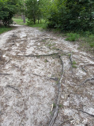 The image shows a sandy forest path in Irpin, Ukraine, covered with exposed tree roots and fallen pine needles. The path curves to the left and upwards into a dense forest. The foliage on either side of the path is lush and green. The ground is a mix of light-colored sand and darker organic debris. There are no people or animals visible in the image. The overall impression is one of a natural, somewhat wild outdoor environment.