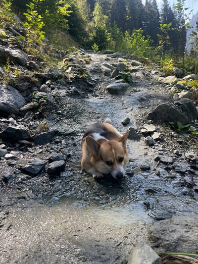 A brown and white Pembroke Welsh Corgi lies prone, partially submerged in a shallow, flowing stream that courses across a rugged, unpaved path. The dog's head is lowered towards the water. The path, composed of dark rocks, dirt, and mud, extends uphill into the background, flanked on both sides by steep, vegetated slopes. Sparse green plants and small bushes grow among the rocks. In the upper background, dense coniferous forest covers the higher terrain under a bright, sunlit sky. The scene is illuminated by natural daylight. This location is in Reitlehen, Austria. No human subjects are visible.