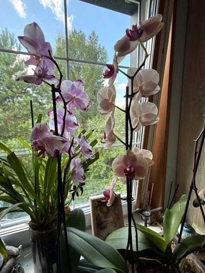 This image depicts a close-up of several potted orchid plants on a windowsill. The orchids have white and pink petals, some with darker purple edges and speckles. In the background, a window reveals a view of green trees and a bright blue sky with scattered clouds, suggesting an outdoor environment. The windowsill itself is white, and to the right, a wooden curtain or blind is visible. There are also decorative items on the windowsill, including what appears to be a small framed picture of people, a metal bird figurine, and possibly incense sticks. The lighting suggests it is daytime, with natural light coming from the window. The overall scene is domestic and serene, focusing on the beauty of the flowers and the natural light. There are no people or actions depicted in the image.