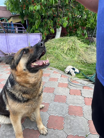 A German Shepherd dog lies on a paved patio with a distressed expression, its mouth wide open and tongue hanging out. The dog's fur is a mix of tan, brown, and black. In the background, a cherry tree laden with ripe fruit stands to the left. To the right of the dog, a patch of overgrown grass is visible, along with some gardening equipment and a crumpled piece of cloth. The paved patio is made of interlocking tiles, some red and some gray, with floral patterns. A section of a purple metal structure is also present on the left side of the image. The scene appears to be outdoors in a residential area, likely in a backyard, given the presence of the tree, grass, and paving. The lighting suggests it is daytime, and the image seems to capture a moment of intense exertion or perhaps panting from the dog, indicated by its open mouth and visible teeth and tongue. The overall atmosphere is informal and candid.