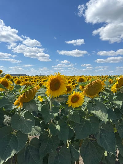 A wide-angle, eye-level shot captures a vast sunflower field under a bright blue sky dotted with fluffy white clouds. The sunflowers, in various stages of bloom and some appearing to wilt, fill the frame from the foreground to the distant horizon. The vibrant yellow petals of the blooming sunflowers contrast with the deep green of their large leaves and stems. In the background, a long, low building structure is visible, suggesting an agricultural or industrial presence. The ground beneath the sunflowers appears to be dry soil. There are no people visible in the image. The scene is consistent with an outdoor agricultural landscape.