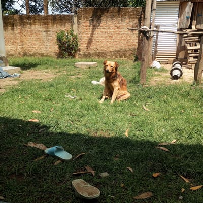 A medium-sized, light brown dog sits on a patch of green grass in front of a weathered brick wall. The dog is facing forward with its ears slightly perked and its tail resting behind it. The background includes a wooden structure with corrugated metal sheeting, a small bush with red flowers, and various pieces of debris scattered on the ground, including leaves, a blue sandal, and what appears to be a discarded flip-flop. The scene is outdoors, possibly in a rural or semi-urban setting, with dappled sunlight casting shadows on the grass. This location is within Mahiakalo ward, Kenya.