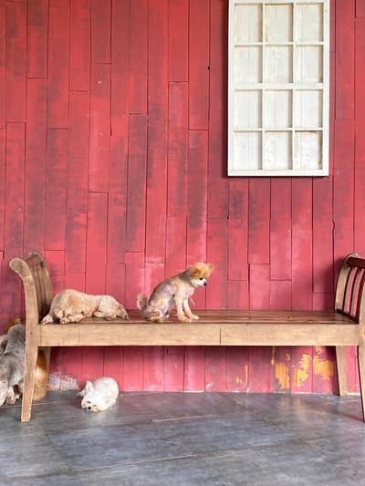 The image depicts an outdoor scene with a weathered red wooden wall as the backdrop. A white, multi-paned window frame is mounted on the wall. In front of the wall, a rustic wooden bench is placed on a gray tiled floor. Several dogs are present: one small tan dog is sitting on the bench, looking to the left. Another tan dog is lying down on the bench. To the far left, a light brown dog is lying down. A small white dog is sleeping on the floor in front of the bench. The wall exhibits signs of wear, with peeling paint revealing a yellowish undercoat in some areas. The bench appears to be made of various types of wood, with a curved wooden armrest on the left and slatted wooden supports on the right. The lighting suggests it is daytime. The scene is located in Thôn 5, Vietnam.