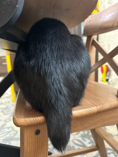 A black cat is sleeping on a wooden chair in an indoor setting. The cat is curled up, with its head tucked into its body, making it appear as a rounded mass of black fur. The fur is short and appears soft. Some lighter colored fur is visible on its underside, near where its legs would be. The cat is positioned on a light-colored wooden chair with a somewhat rustic design. The chair has visible wood grain and a simple construction.

The background of the image is blurred, but it suggests an indoor environment. There are hints of other furniture, possibly part of the same chair, and a patterned floor or rug. In the upper background, a bright red and yellow object is visible, possibly a toy. The lighting appears to be artificial, suggesting it is not daytime or the room is dimly lit.

The overall scene is peaceful and domestic, with the cat deeply asleep. There are no humans visible. The image is taken from a slightly elevated angle, looking down at the cat. The focus is clearly on the sleeping animal. The location context of Pushkino, Russia, does not provide specific visual cues within the image itself. There is no visible text in the image.