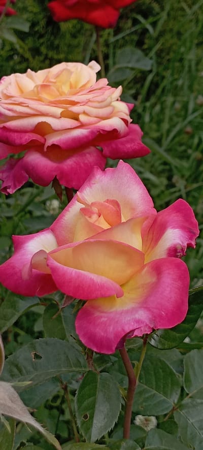Two bicolor roses are in focus, with their petals exhibiting a gradient from deep pink at the edges to a pale yellow and cream towards the center. The rose in the foreground is slightly to the right and closer to the viewer, its petals unfurling. Behind it, another rose of similar coloring is visible, slightly out of focus and to the left. Both roses are set against a background of lush green foliage, with some leaves showing signs of damage. In the upper portion of the image, a blurred red rose is partially visible, suggesting a larger garden setting. The overall lighting suggests it is daytime, possibly overcast or in soft light, as there are no harsh shadows. The scene is outdoors, with the focus on the natural beauty of the roses. The image is a close-up vertical shot of the flowers and their immediate surroundings.