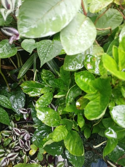 The image displays a close-up, high-angle view of dense, wet foliage from various plant species within Khe Sanh Commune, Vietnam. The scene is dominated by multiple layers of green leaves, many of which are covered in visible water droplets, indicating recent rain or watering. No people, animals, or artificial structures are discernible.
The plants include broad, light green leaves in the upper and right portions of the frame, some appearing out of focus in the foreground. Beneath these are smaller, heart-shaped, dark green leaves, also wet. Interspersed are slender, elongated, grass-like leaves. In the lower and left-central areas, variegated leaves with distinctive dark green/purple and white/silver stripes are visible. Other ovate green leaves of varying sizes fill the remaining spaces, with several having small pools or glistening droplets of water on their surfaces, reflecting ambient light. The overall environment is verdant and appears humid. The background is obscured by the dense plant growth.
