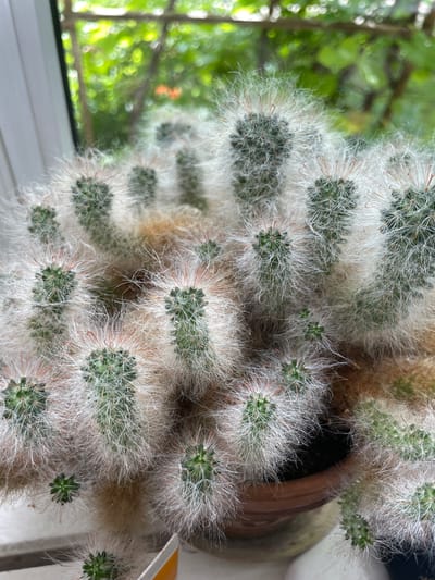 This is a close-up, eye-level, vertical shot of a potted cluster of fluffy white cacti, likely a species of Mammillaria, such as Mammillaria plumosa. The cacti are densely packed, with individual stems emerging from a brown terracotta pot visible at the bottom right. Each stem is covered in numerous white, hair-like spines, giving it a soft, fuzzy appearance. Some stems also have small reddish spines visible. The background is blurred, showing lush green foliage and the dappled sunlight filtering through it, suggesting the plants are near a window with an outdoor view. The lighting is natural and bright, highlighting the delicate texture of the cacti. The image does not contain any elements that would suggest it is located in Izborsk, Russia.