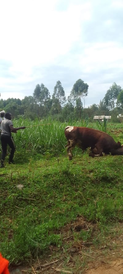 A man is standing in a grassy field, holding a stick and looking at a brown and white cow that is lying down in the grass. Behind the man and cow is a row of trees and a cloudy sky. The man is wearing a grey shirt and dark pants. The cow is lying on its side with its legs extended. There are other trees in the background, some of them have lost their leaves. The ground is covered in green grass.  The location of the image is Lubao, Kenya (latitude: 0.386, longitude: 34.824).