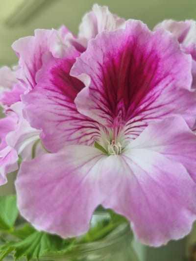 A close-up photograph shows a cluster of pink and magenta geranium flowers, possibly indoors. The petals have a white border and a darker magenta patch in the center. Fine magenta striations radiate outwards from the center of each petal. Some green leaves are visible behind the flowers, but no location or people are discernible from the image.